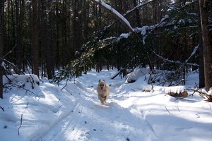 <b>One of the many trails in Deep River submitted by Kim Knight.</b>